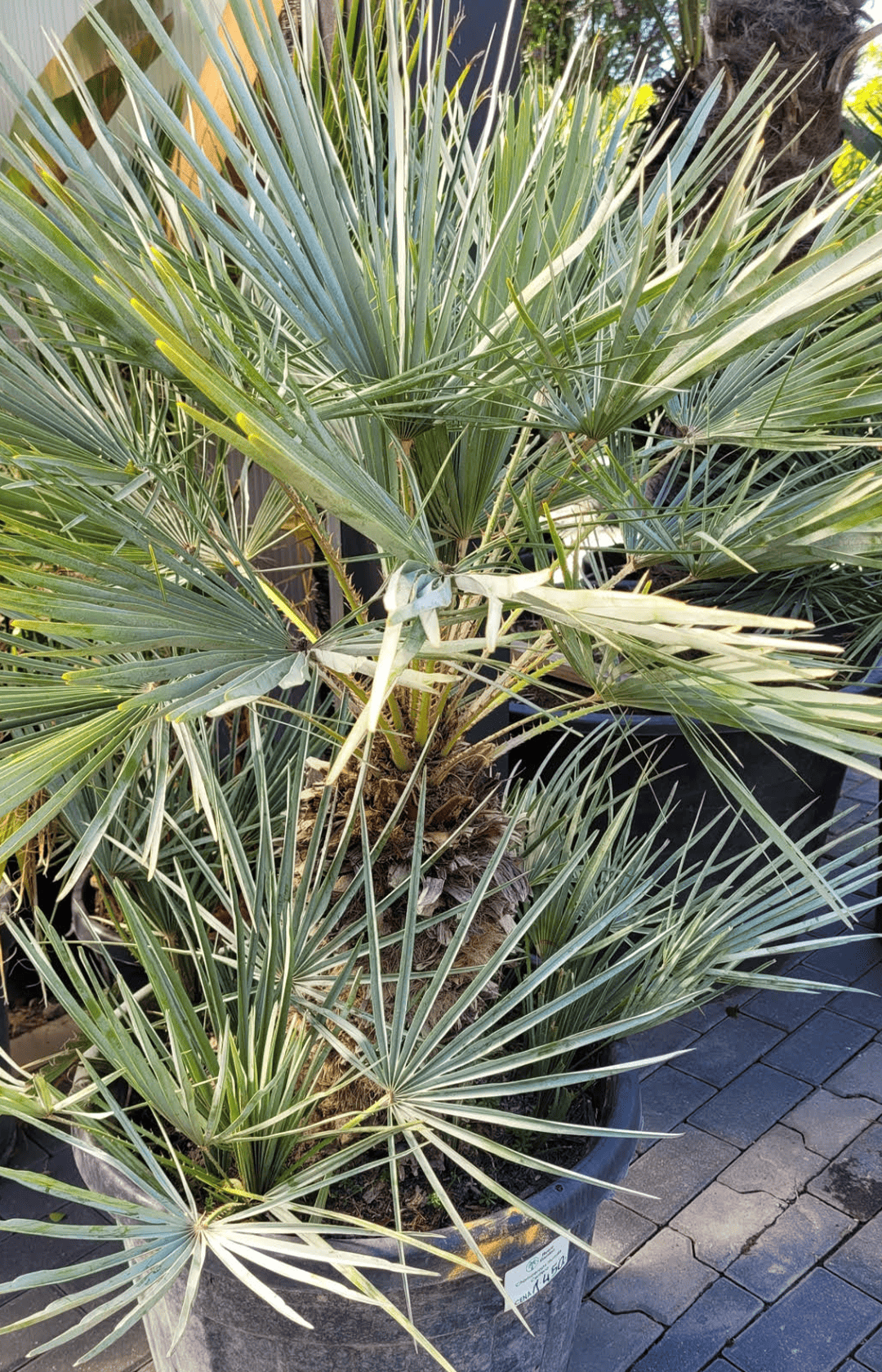 Chamaerops Humilis Cerifera